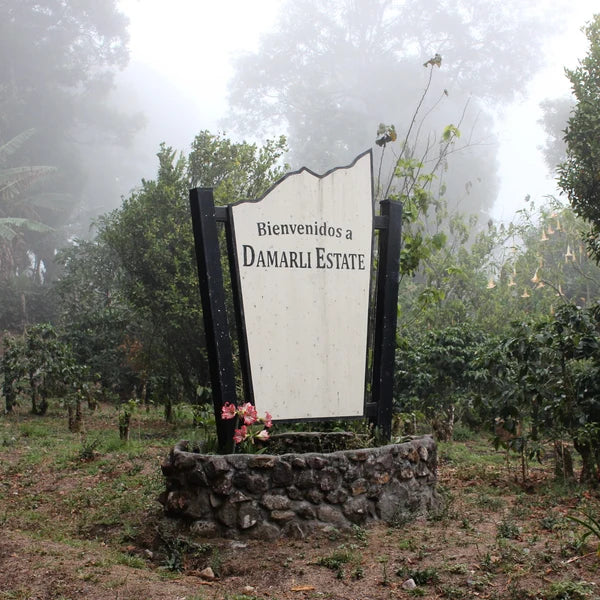 Damarli Estate Bourbon Natural – Café de Origen Único Panamá 340g